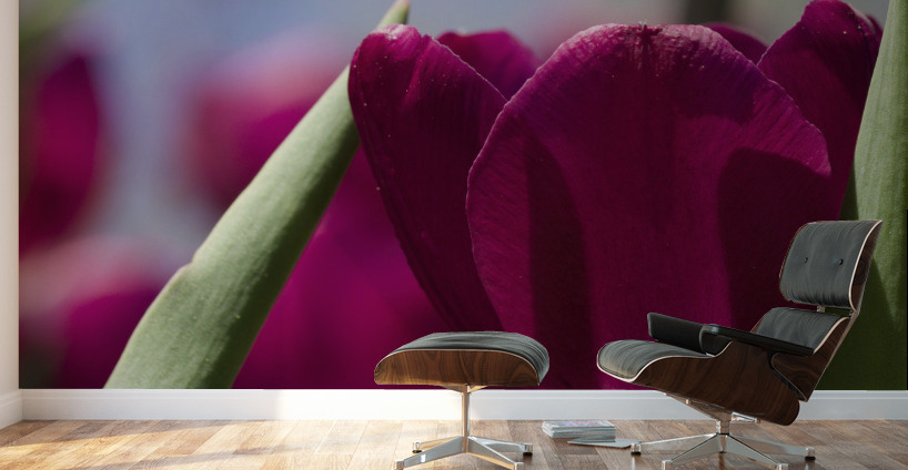 Oh Sunny Day Wall Murals