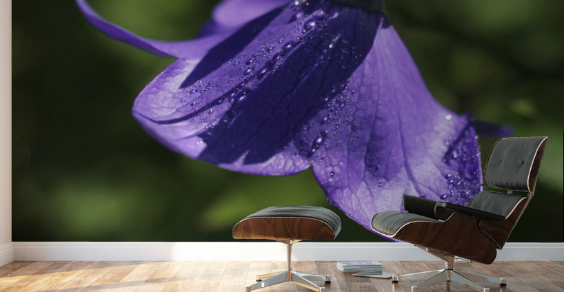 Dewdrops Wall Murals