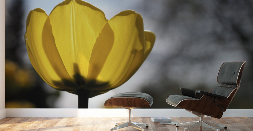 Yellow Tulip Wall Murals