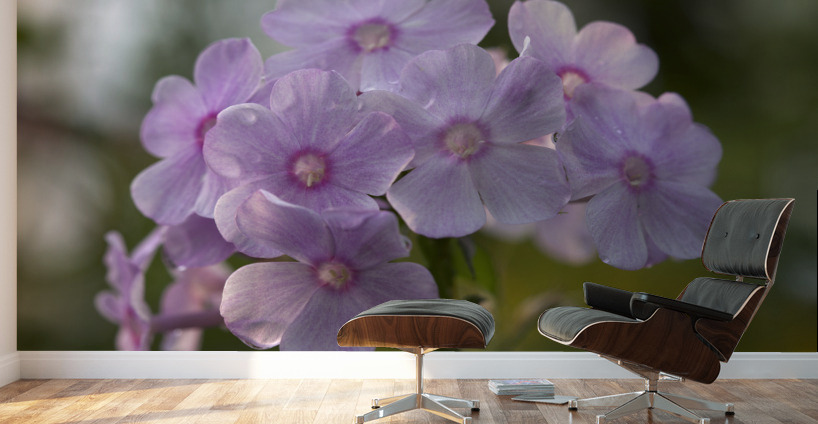 Exquisite Beauties Wall Murals