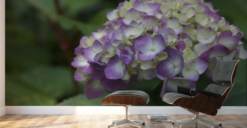 Endless Summer Wall Murals