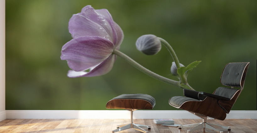 Aspiration Wall Murals