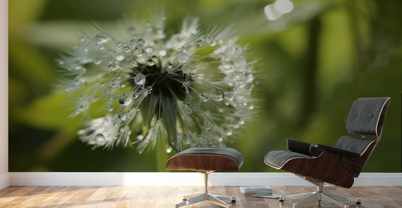 Dandelion with Droplets Wall Murals