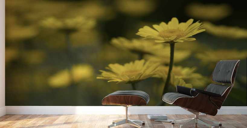 Field of Daisies Wall Murals