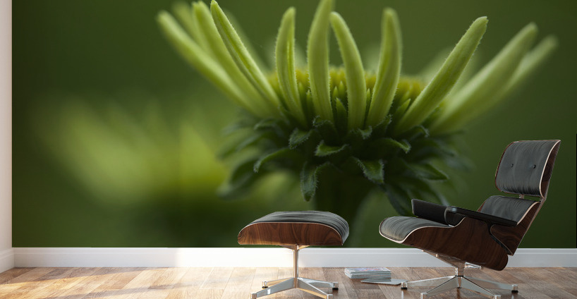 Blooming Coneflower Wall Murals