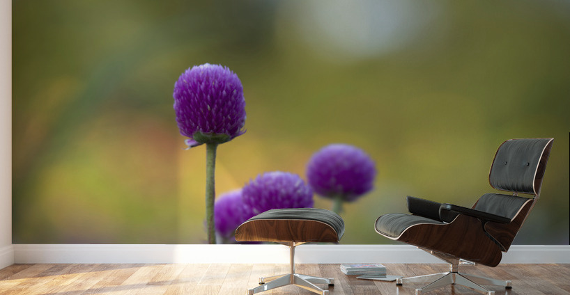 Globe Amaranth Wall Murals