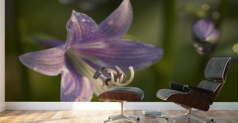 Hosta Flower Wall Murals