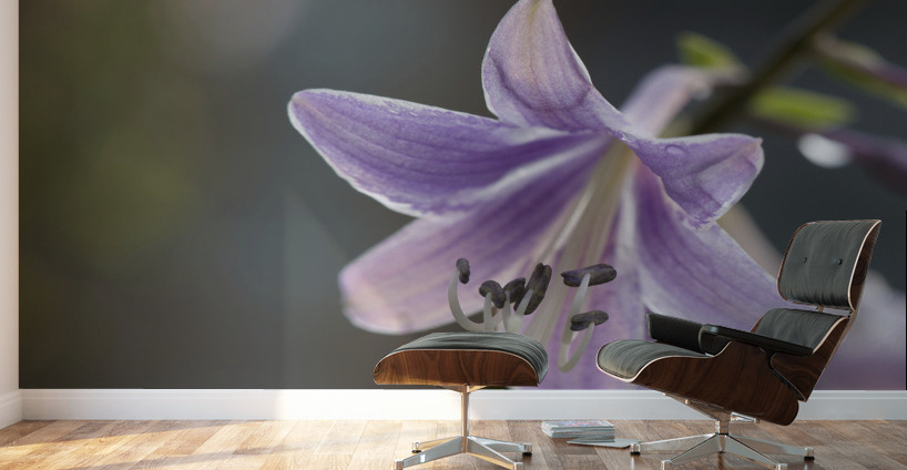 Hosta Closeup Wall Murals