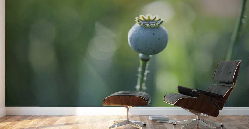 Opium Poppy Wall Murals