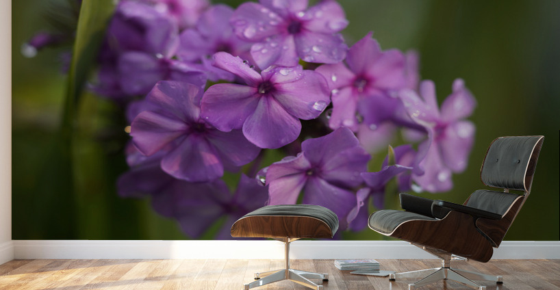 Purple Flame Wall Murals