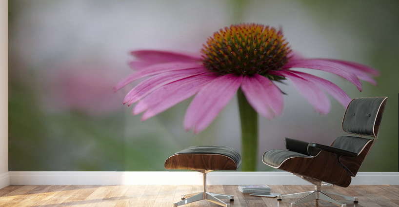 Pink Echinacea Wall Murals