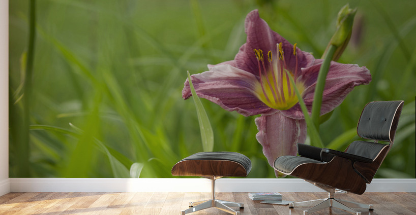 Pretty in Pink Wall Murals