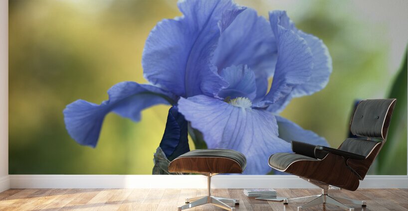 Lucky Devil Wall Murals