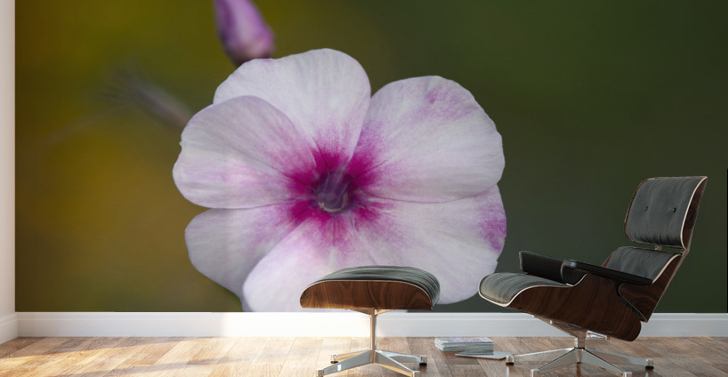 Summer Phlox Wall Murals