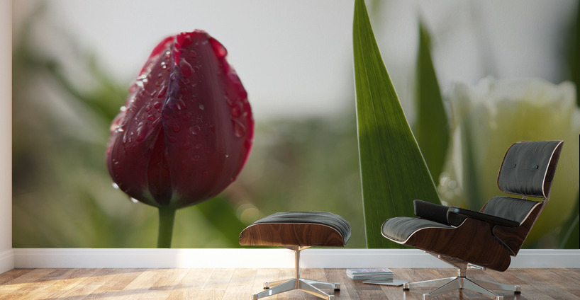 Red Beauty Wall Murals