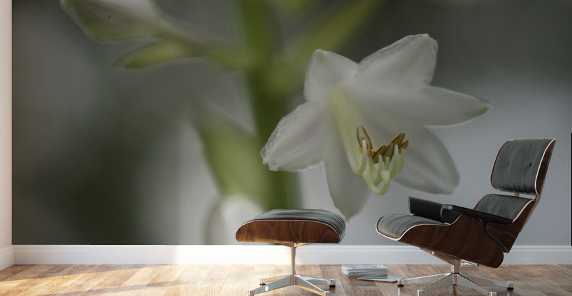 White Lily Wall Murals