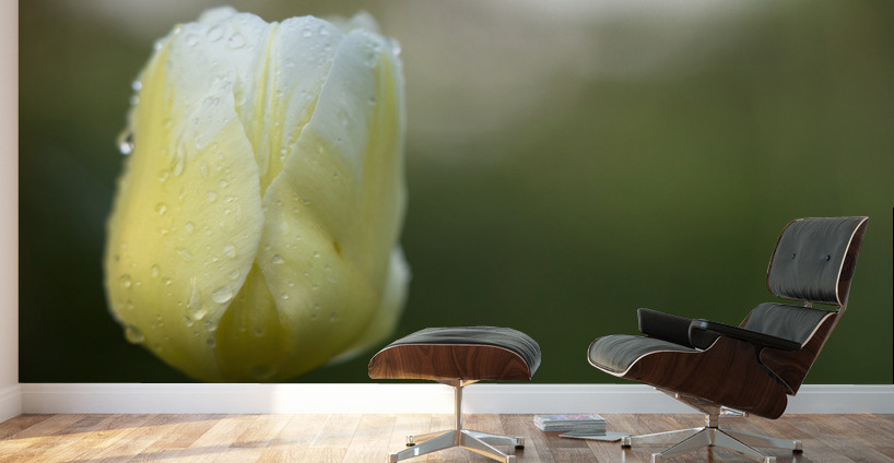 Yellow and White Tulip Wall Murals