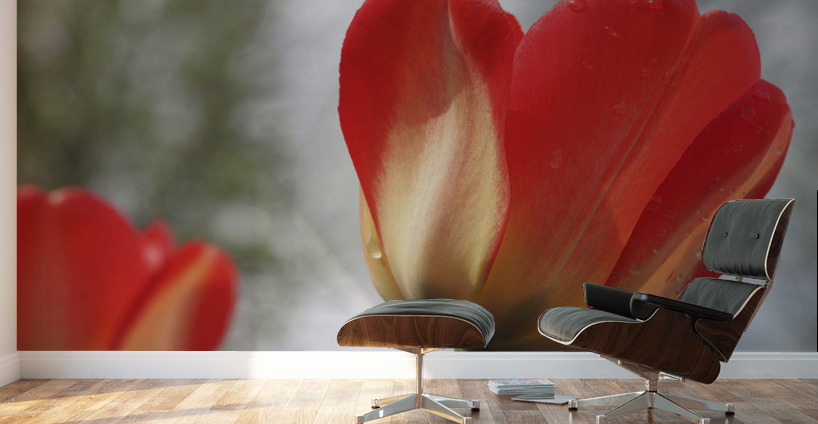 Leaning Tulip Wall Murals