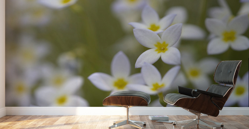 Pretty Ladies Wall Murals