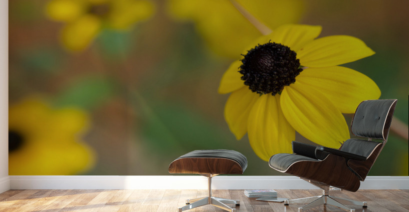 Black Eye Wall Murals