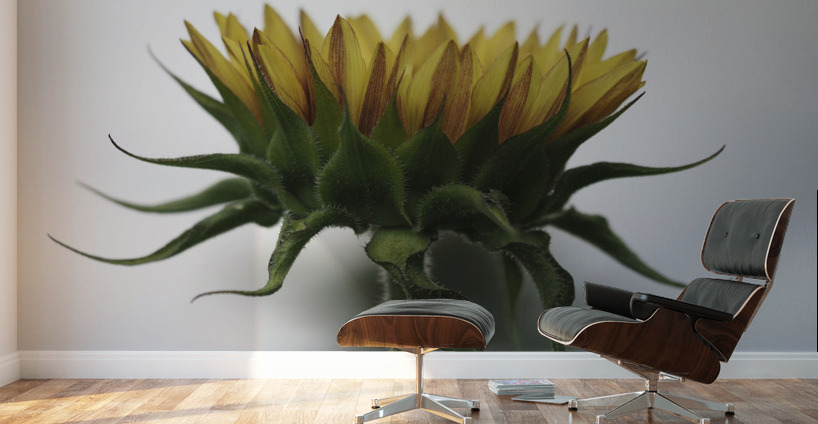 Sunflower Side View Wall Murals