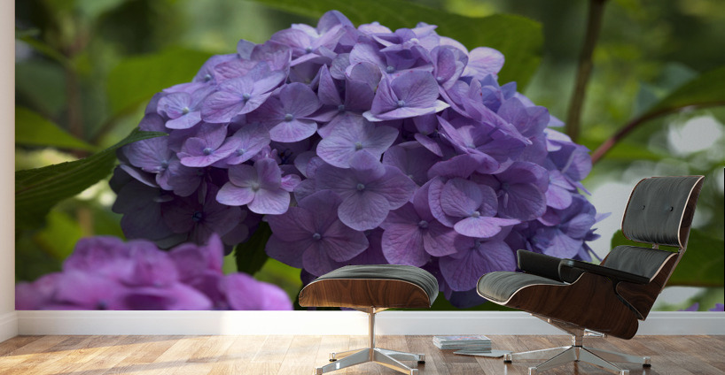 Purple Hydrangea Wall Murals