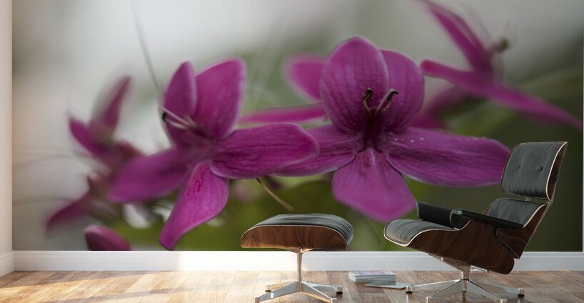 Shooting Star Wall Murals