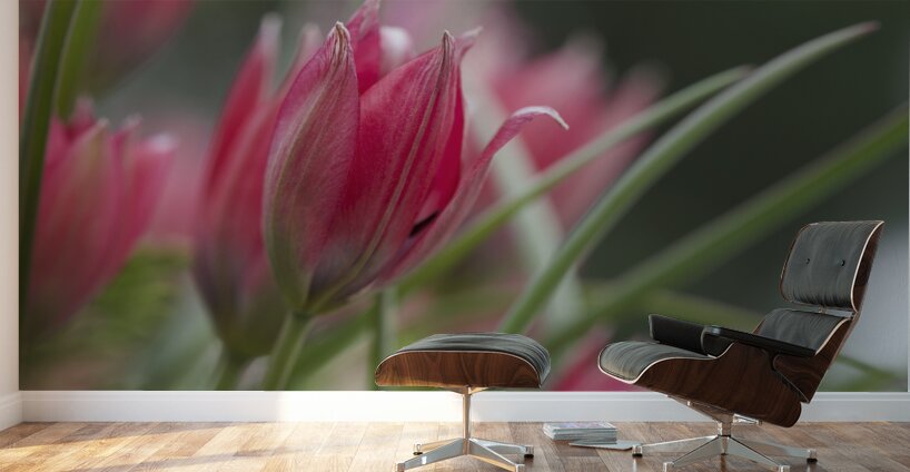 Charming Ladies Wall Murals