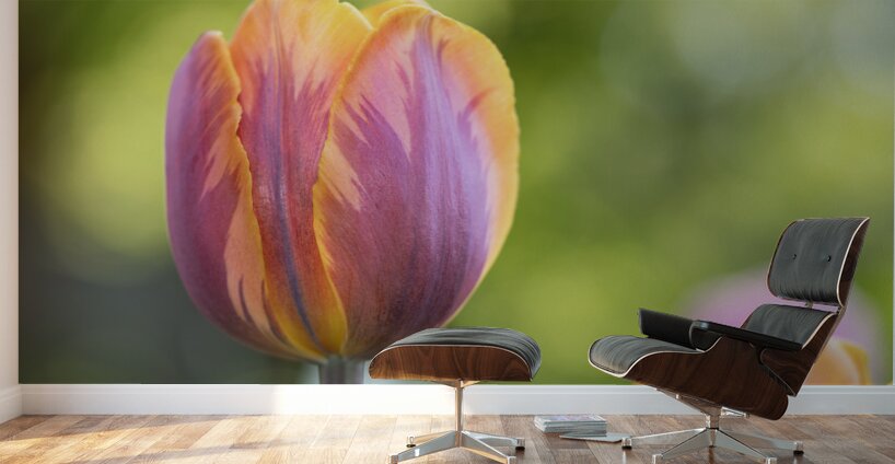 Pastel Garden Tulip Wall Murals