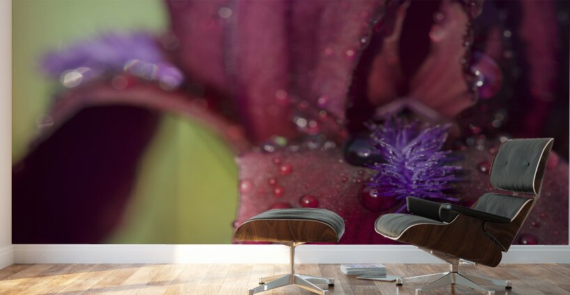 Purple Beard Wall Murals