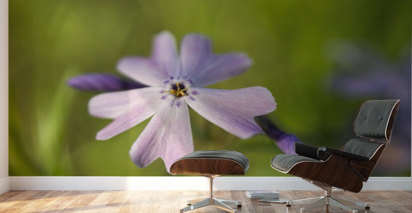 Vibrant Moss Phlox Wall Murals