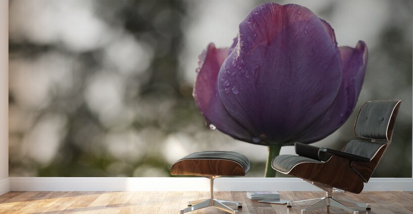 Purply Blue Beauty Wall Murals