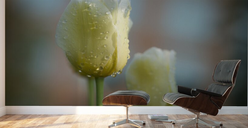 Dreamy Beauties Wall Murals