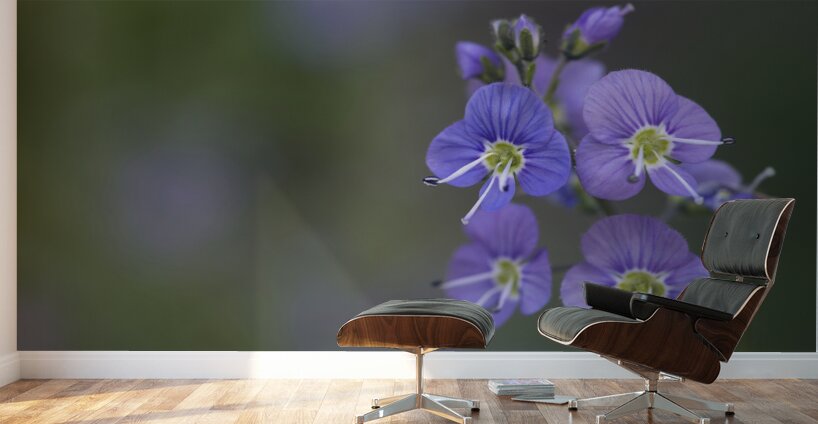 Farewell Wall Murals