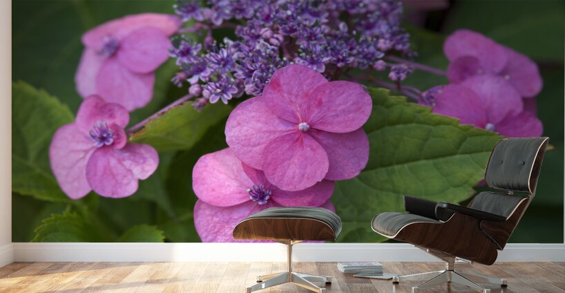 Showy Ladies Wall Murals