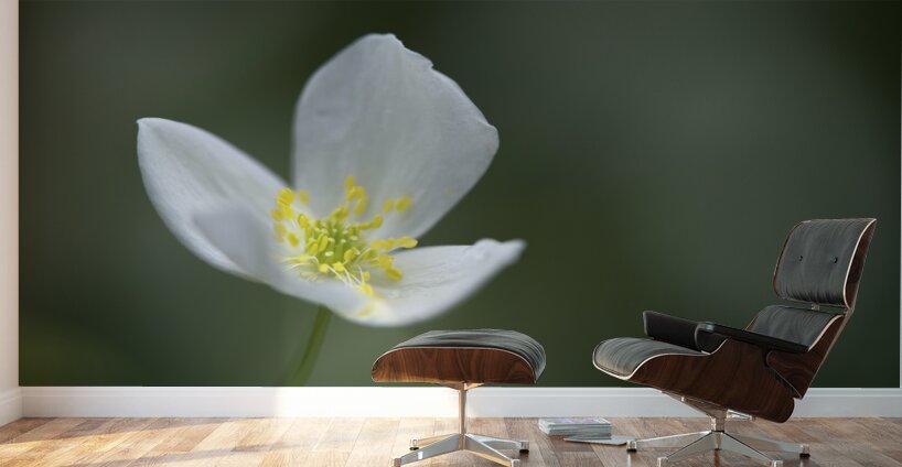 Lady in White Wall Murals