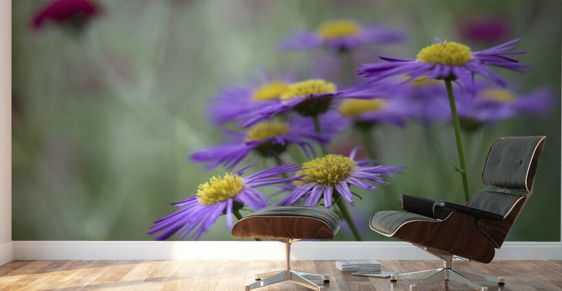 Lovely Ladies Wall Murals