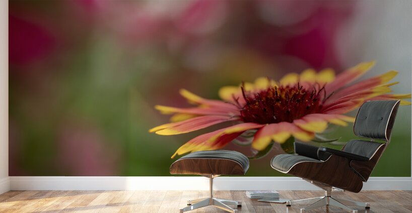 Blanket Flower Wall Murals