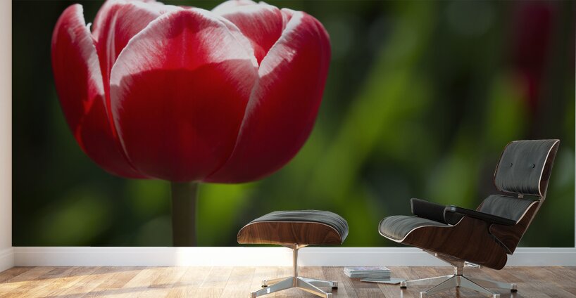 Pretty One Wall Murals