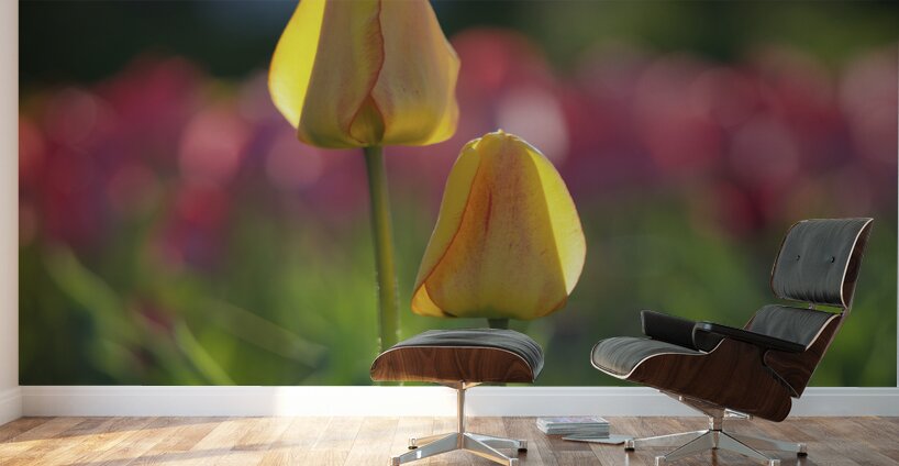 Two of a Kind Wall Murals