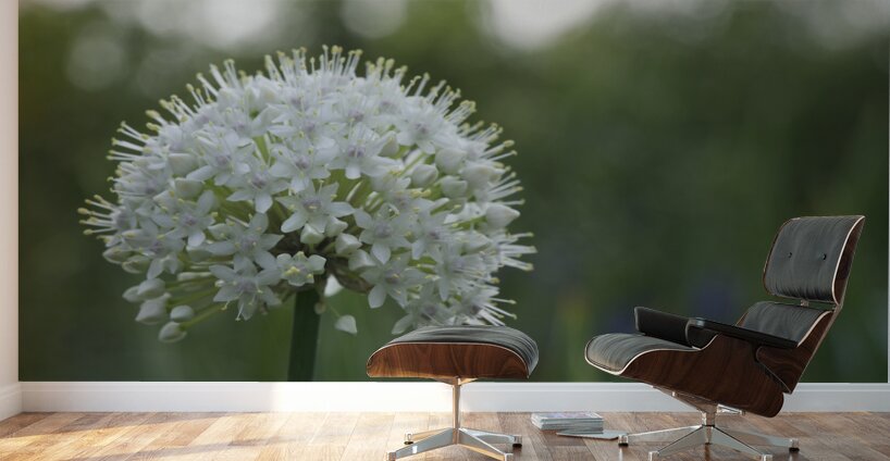 The White One Wall Murals