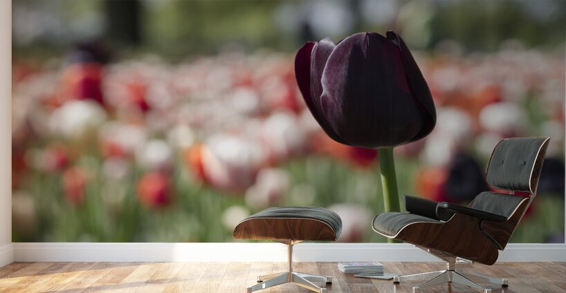 The Queen Wall Murals