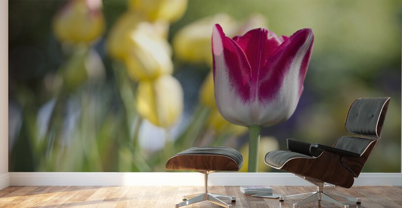 That One Wall Murals