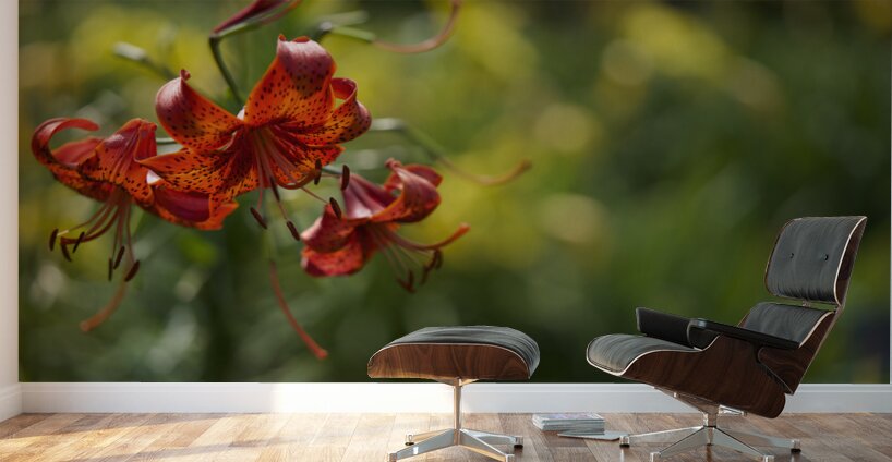 Tiger Lilies Wall Murals