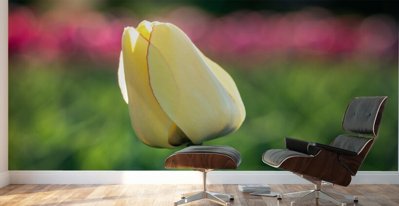 Precious Wall Murals