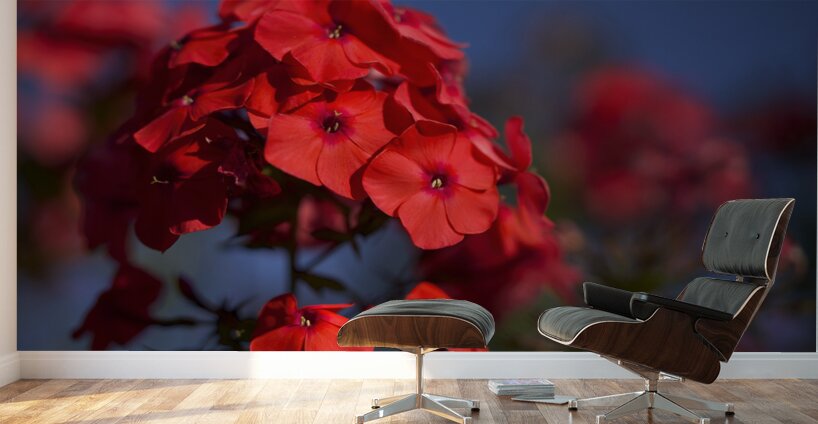 Pretty in Red Wall Murals