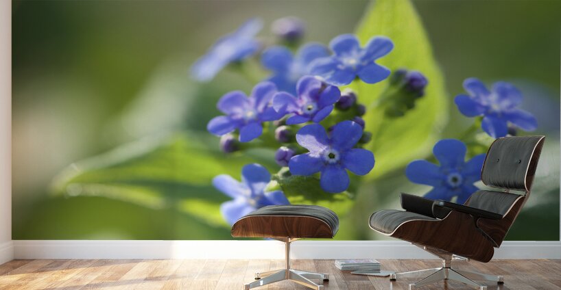 Pretty Ones Wall Murals