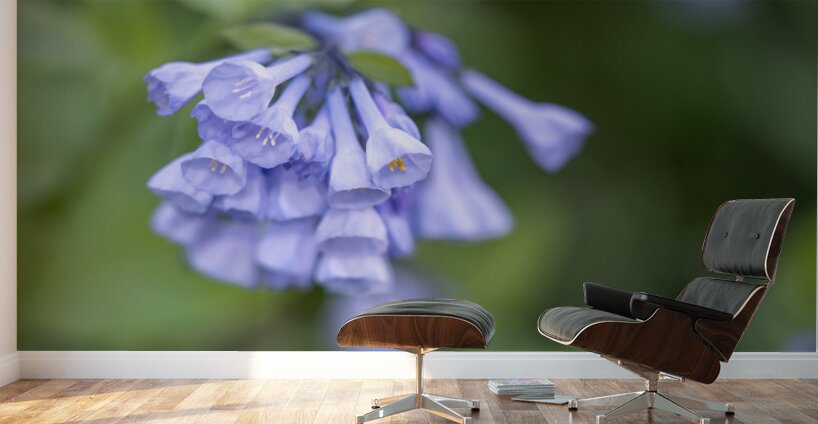 Petites Clochettes Wall Murals