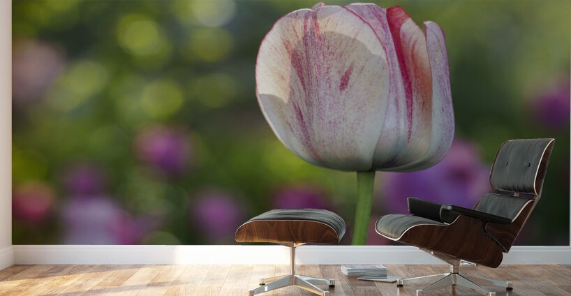 Looking Good Wall Murals