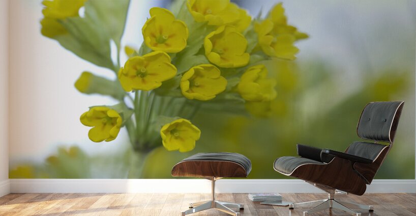 Mes Jolies Wall Murals